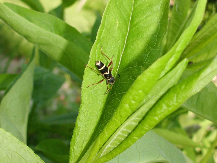 Clytus arietis - közönséges darázscincér