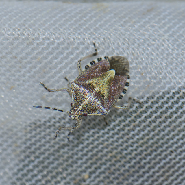 Dolycoris baccarum - közönséges bogyómászó-poloska Dolycoris baccarum - közönséges bogyómászó-poloska