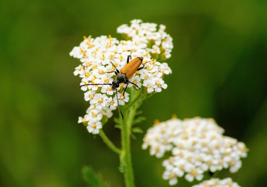 Stictoleptura fulva - vörhenyes virágcincér