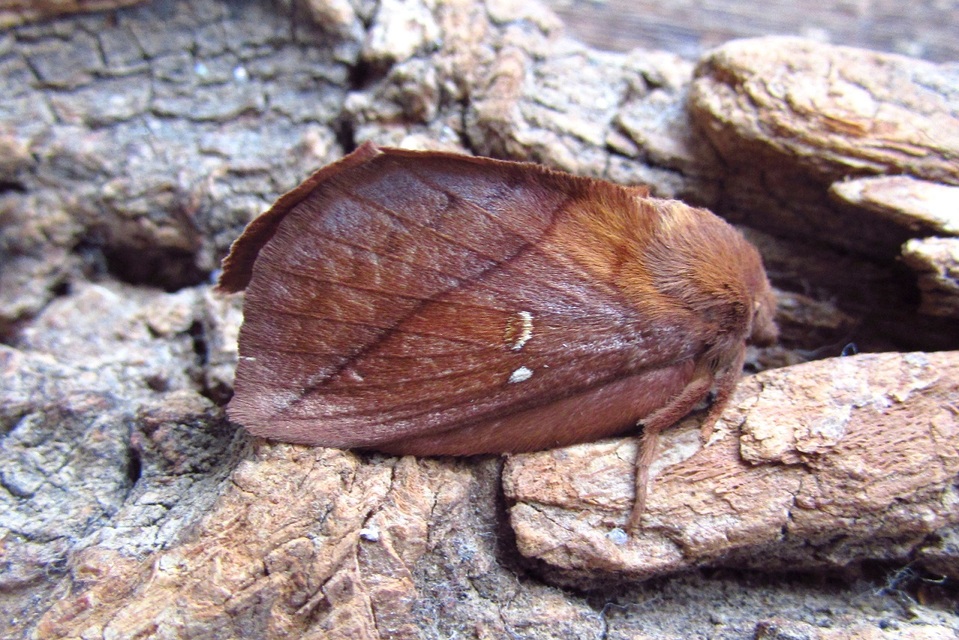 Euthrix potatoria - szomjas pohók