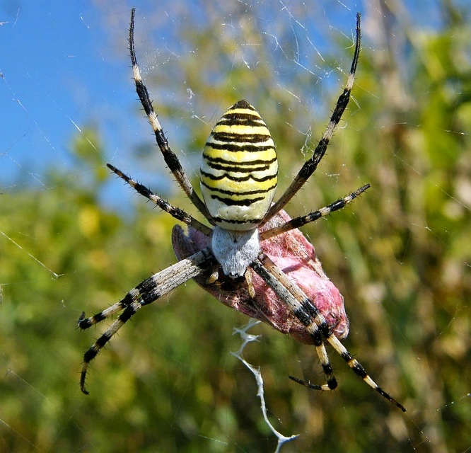 Argiope bruennichi - darázspók