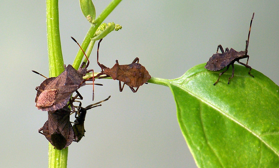 Coreus marginatus - közönséges karimáspoloska