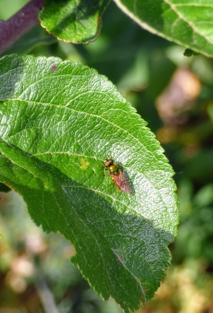 Chloromyia formosa - közönséges fémeslégy