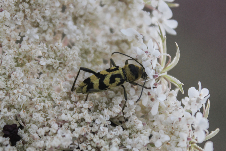 Chlorophorus varius - díszes darázscincér