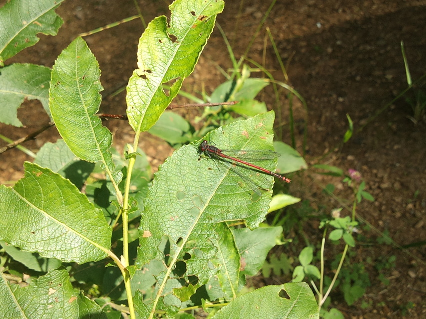 Pyrrhosoma nymphula