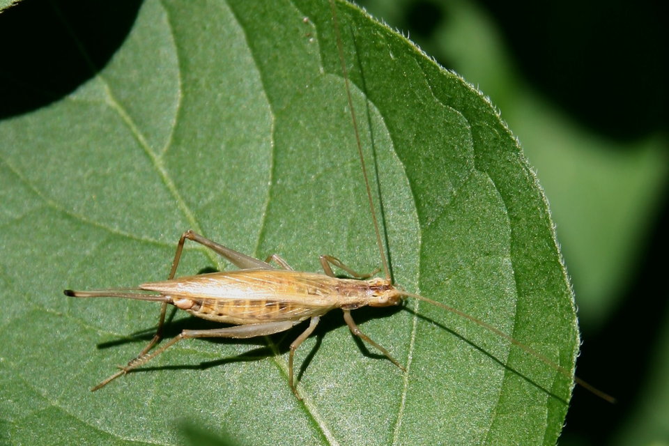 Oecanthus pellucens - pirregőtücsök