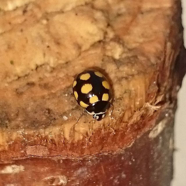 Coccinula quatuordecimpustulata - feketesárga katóka