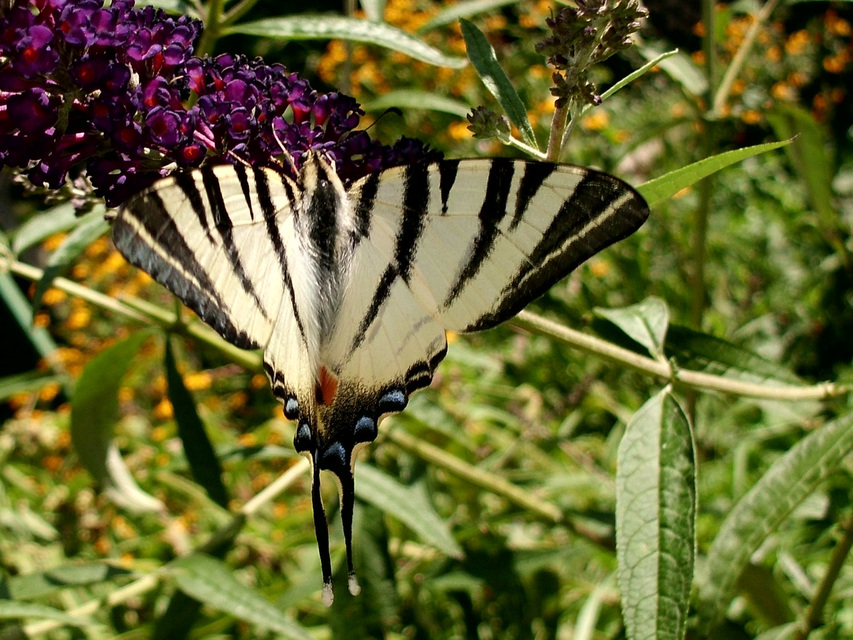 Iphiclides podalirius - kardoslepke