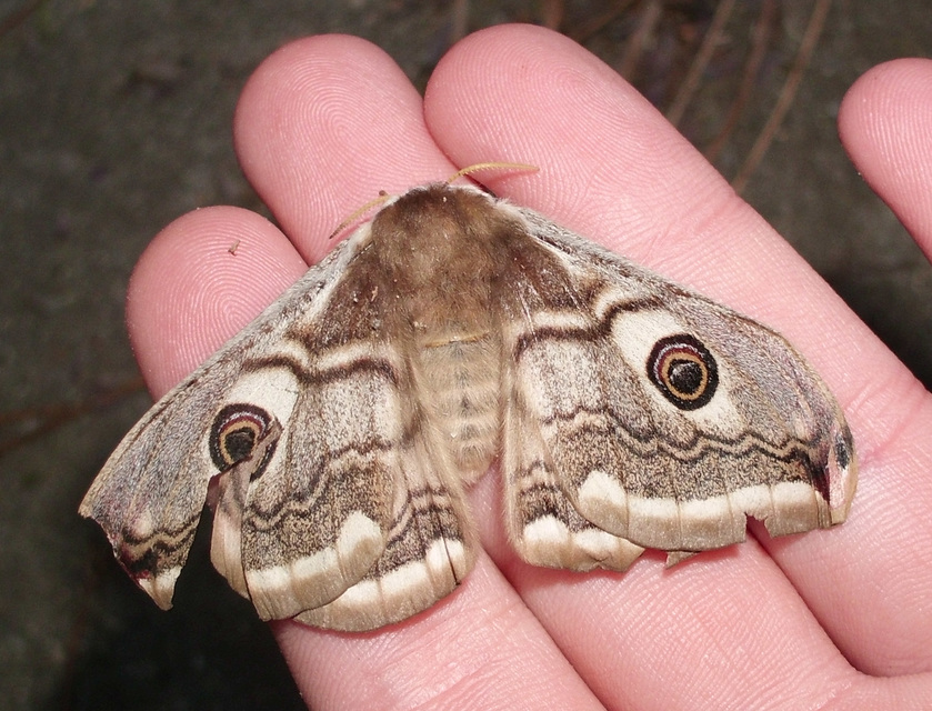 Saturnia pavoniella/pavonia