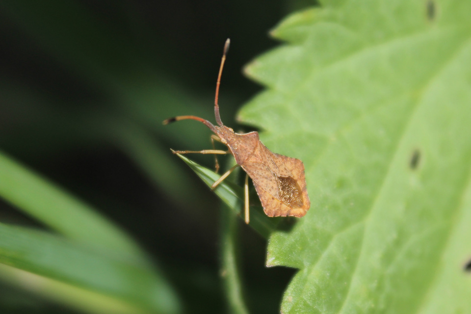 Syromastus rhombeus - vitorlás karimáspoloska