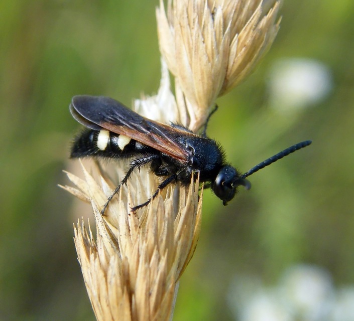 Scolia sexmaculata - négyfoltos tőrösdarázs