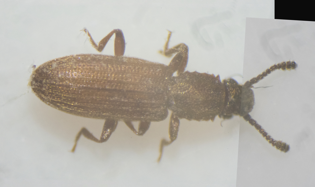 Oryzaephilus surinamensis - zsizsikfaló fogasnyakú-lapbogár