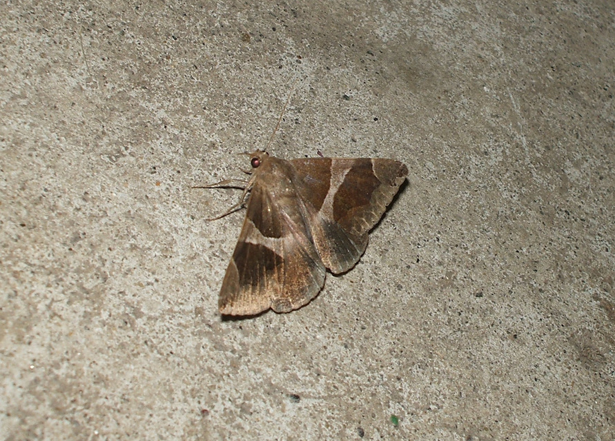 Dysgonia algira - déli porcelánbagoly