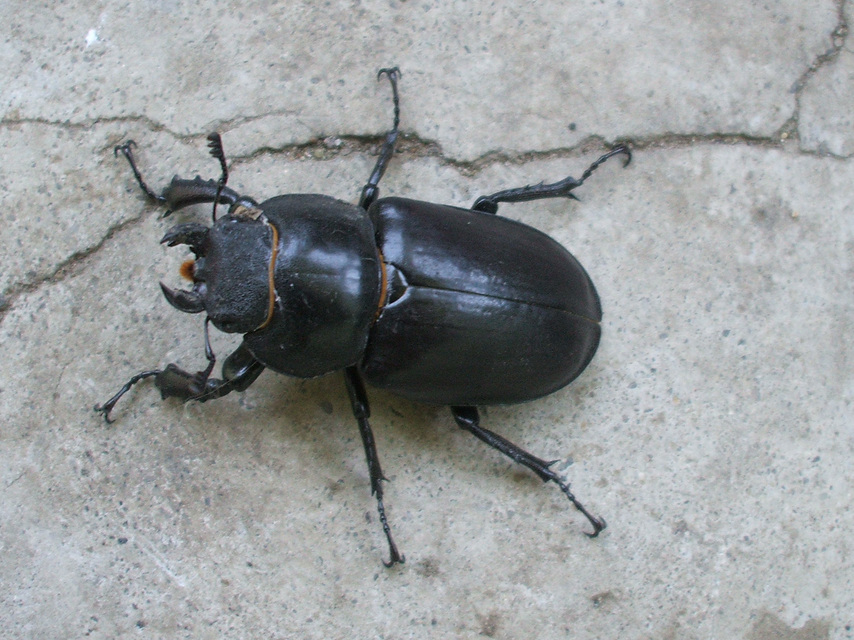 Lucanus cervus - nagy szarvasbogár