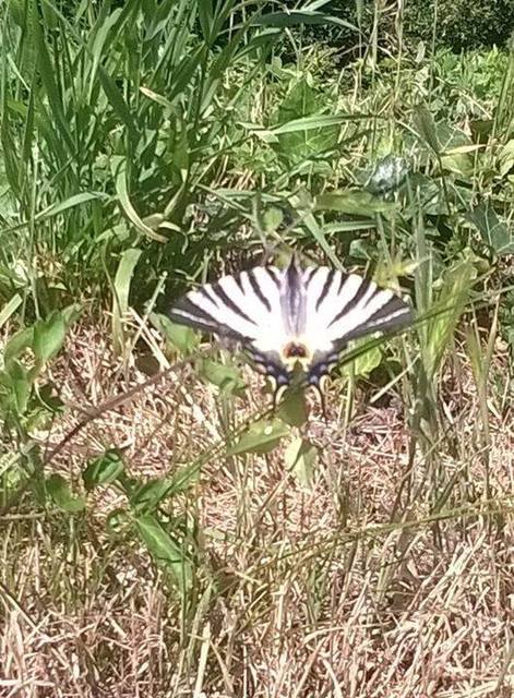 Iphiclides podalirius - kardoslepke