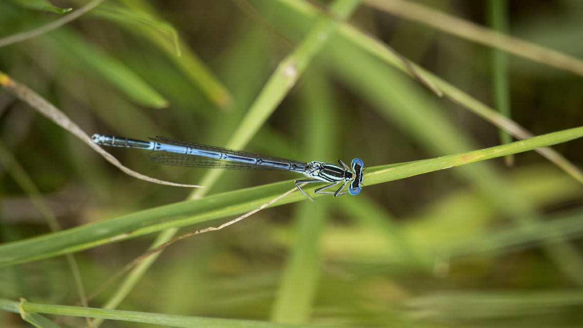 Platycnemis pennipes - széleslábú szitakötő