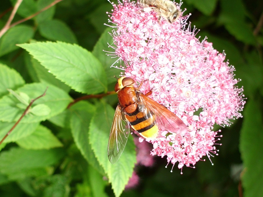 Volucella zonaria - kétöves pihelégy Volucella zonaria - kétöves pihelégy