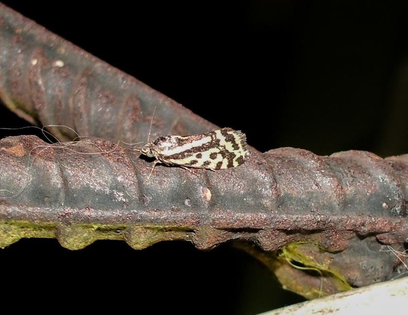 Emmelia trabealis - zebrabagoly