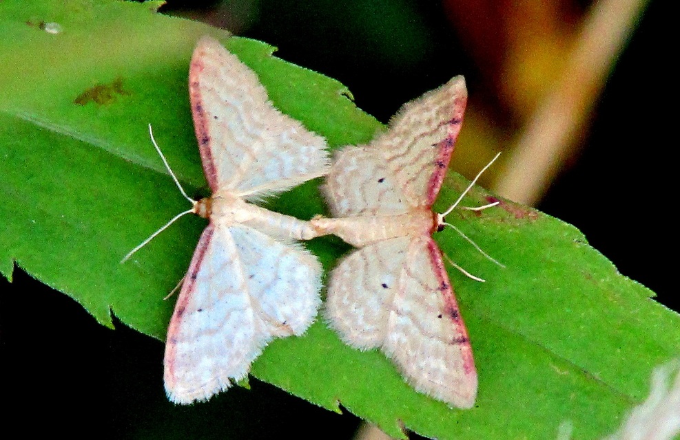 Idaea humiliata - vörösszélű apróaraszoló