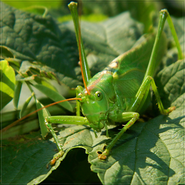 Tettigonia viridissima - zöld lombszöcske