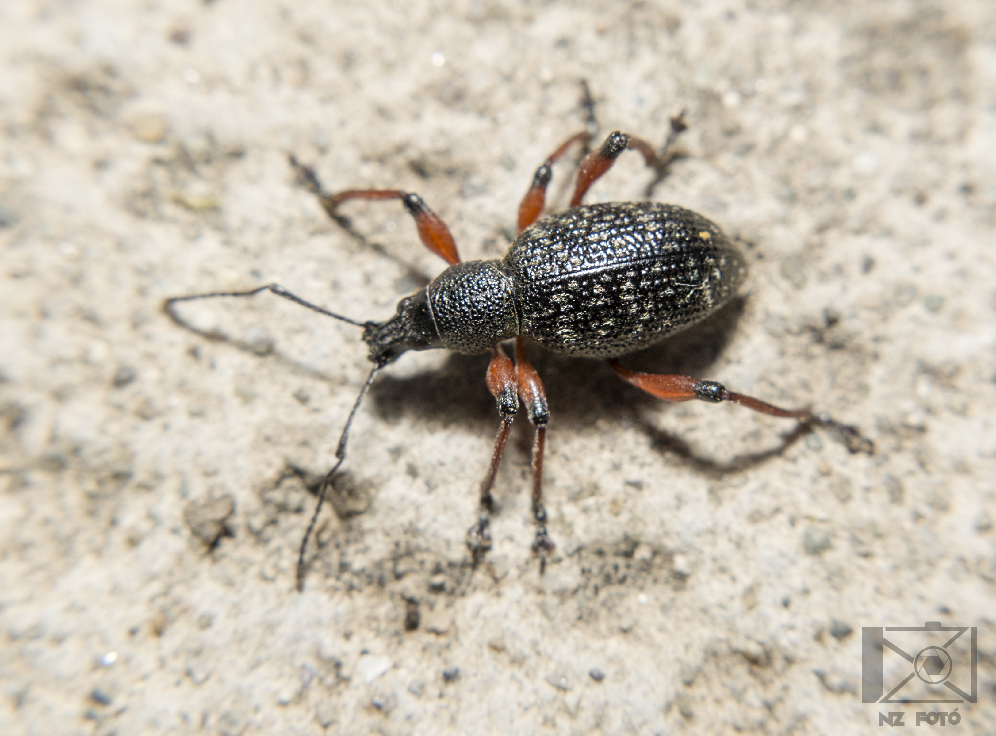 Dodecastichus geniculatus - ércesszőrű gyalogormányos