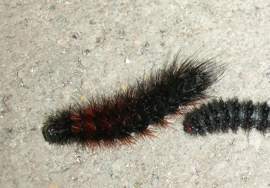 Hyphoraia aulica - barna medvelepke
