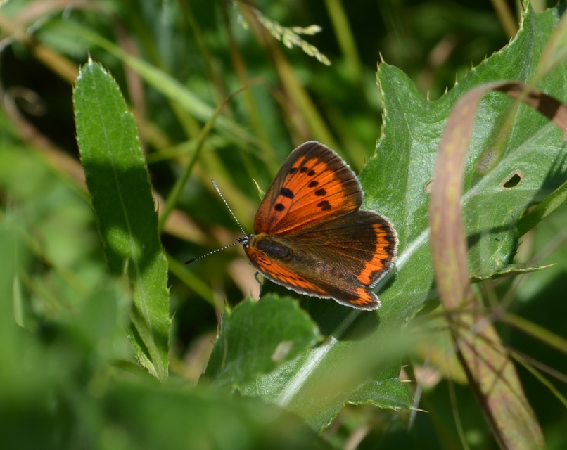 Lycaena dispar rutilus - nagy tűzlepke