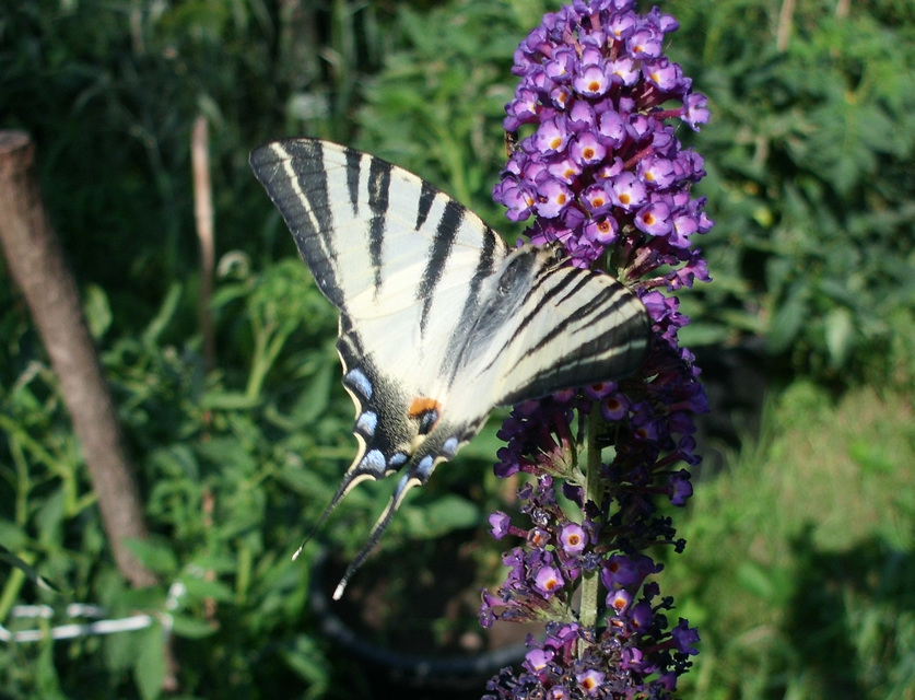Iphiclides podalirius - kardoslepke