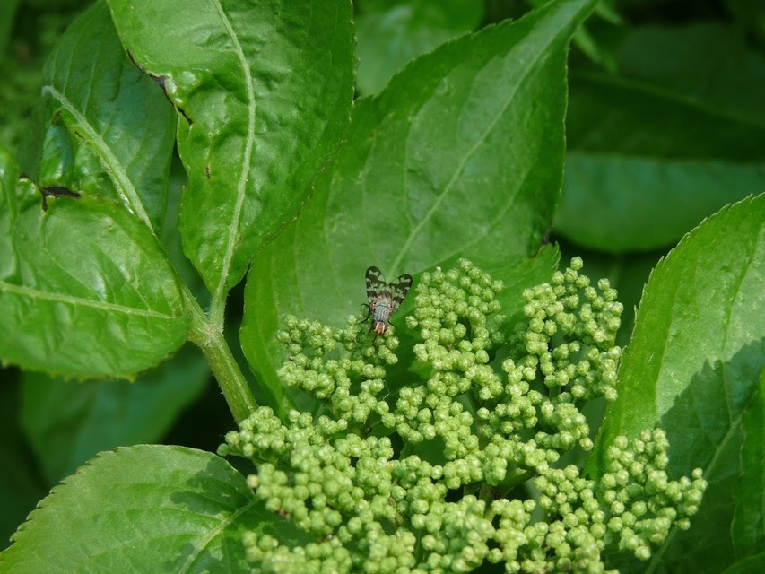 Otites centralis/guttata