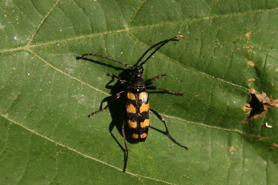Leptura quadrifasciata - feketeszőrű szalagoscincér