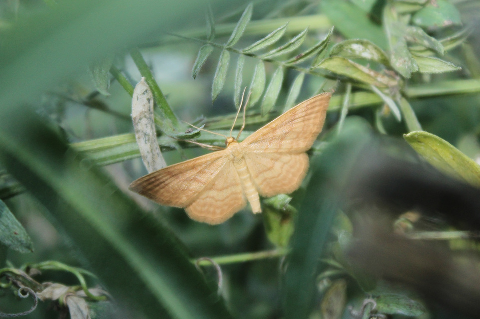 Idaea ochrata - okkerszínű sávosaraszoló