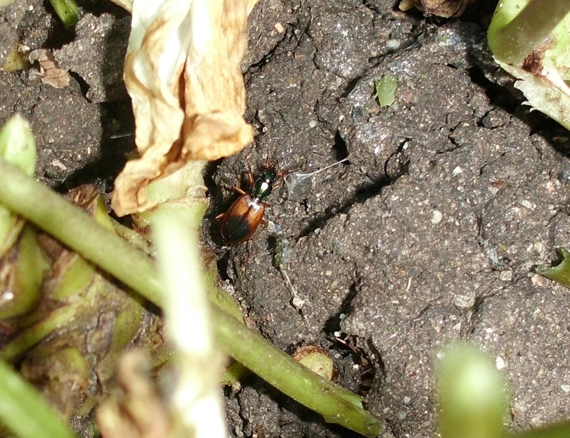 Anchomenus dorsalis - hátfoltos kisfutó