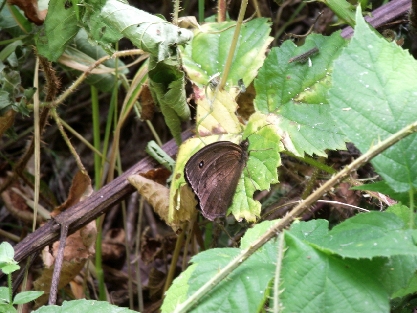 Minois dryas - fekete szemeslepke