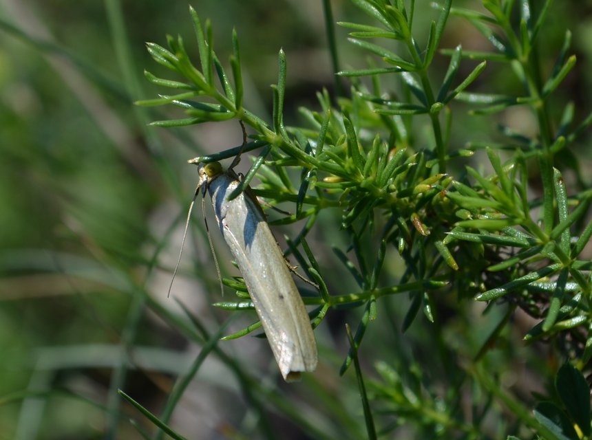 Selagia argyrella - ezüstös karcsúmoly