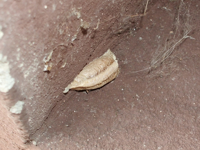 Mantis religiosa - imádkozósáska