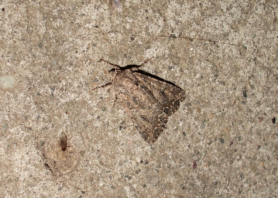 Hadula trifolii - lóherebagoly