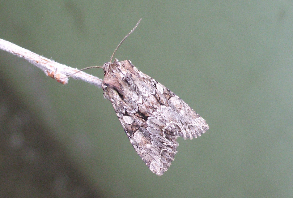 Lacanobia thalassina - borbolya-kertibagoly