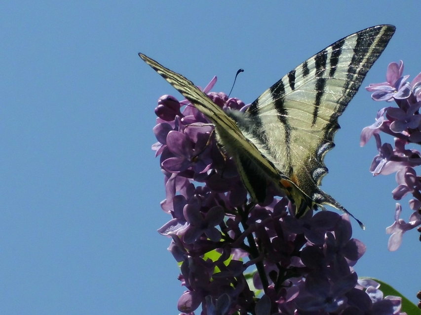Iphiclides podalirius - kardoslepke
