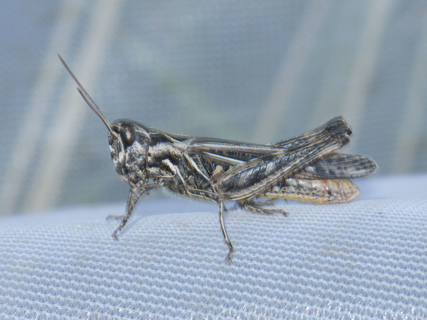 Chorthippus (Glyptobothrus) (subgenus)