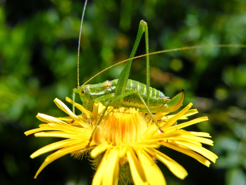 Leptophyes albovittata - közönséges virágszöcske