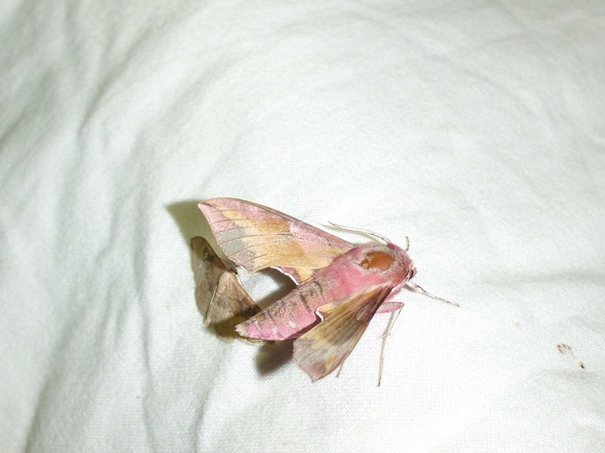 Deilephila porcellus - piros szender