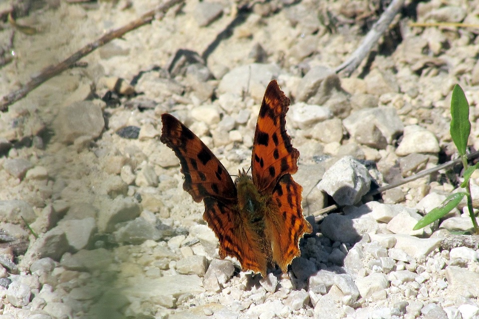 Nymphalis c-album - C-betűs lepke