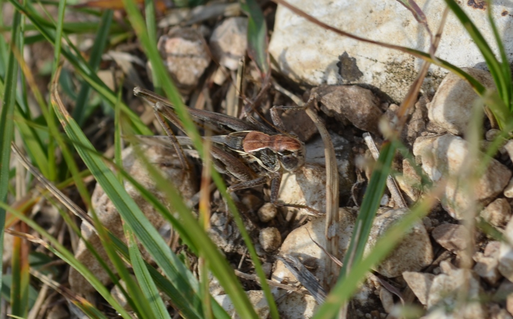 Platycleis
