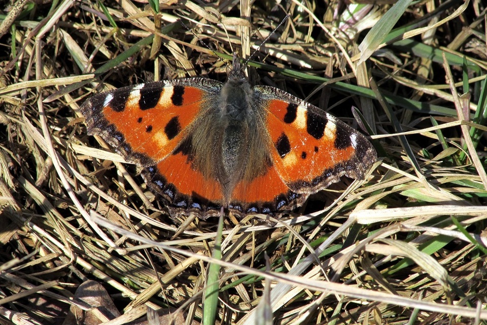 Nymphalis urticae - kis rókalepke