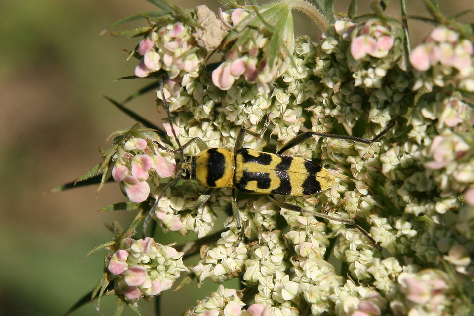 Chlorophorus varius - díszes darázscincér
