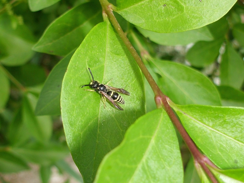 Eumeninae - magányos redősszárnyúdarazsak
