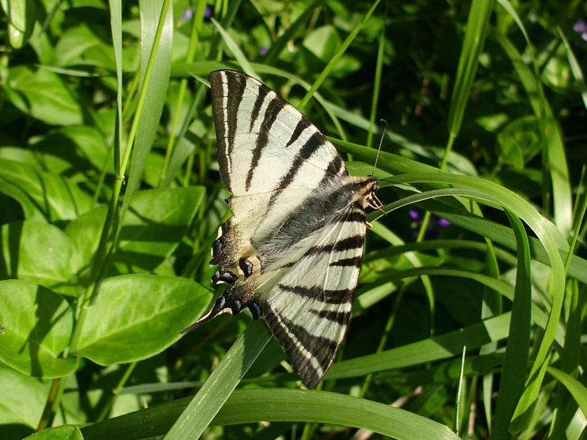 Iphiclides podalirius - kardoslepke