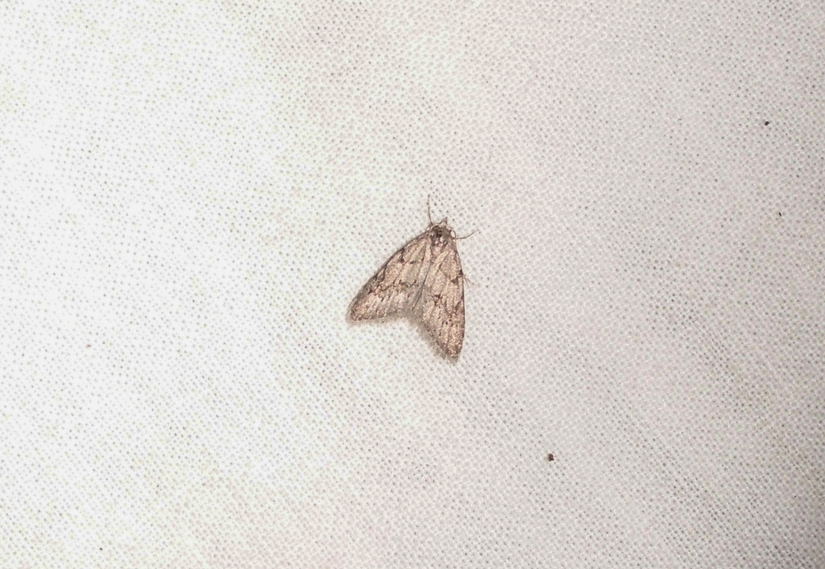 Nola cicatricalis - szürke pamacsosszövő