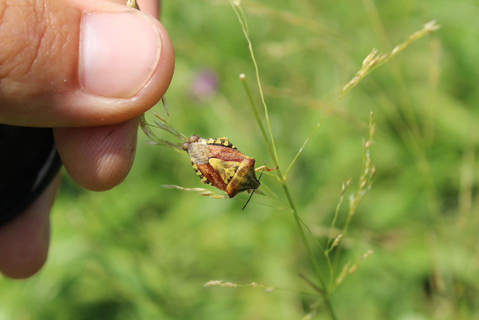 Carpocoris Carpocoris