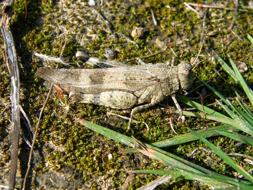 Oedipoda caerulescens - kékszárnyú sáska